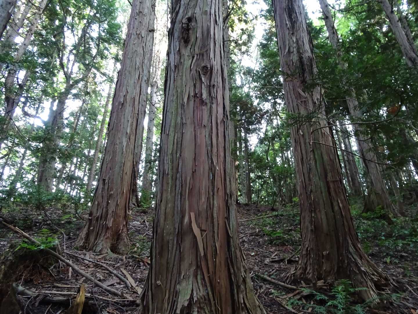 ヒノキ