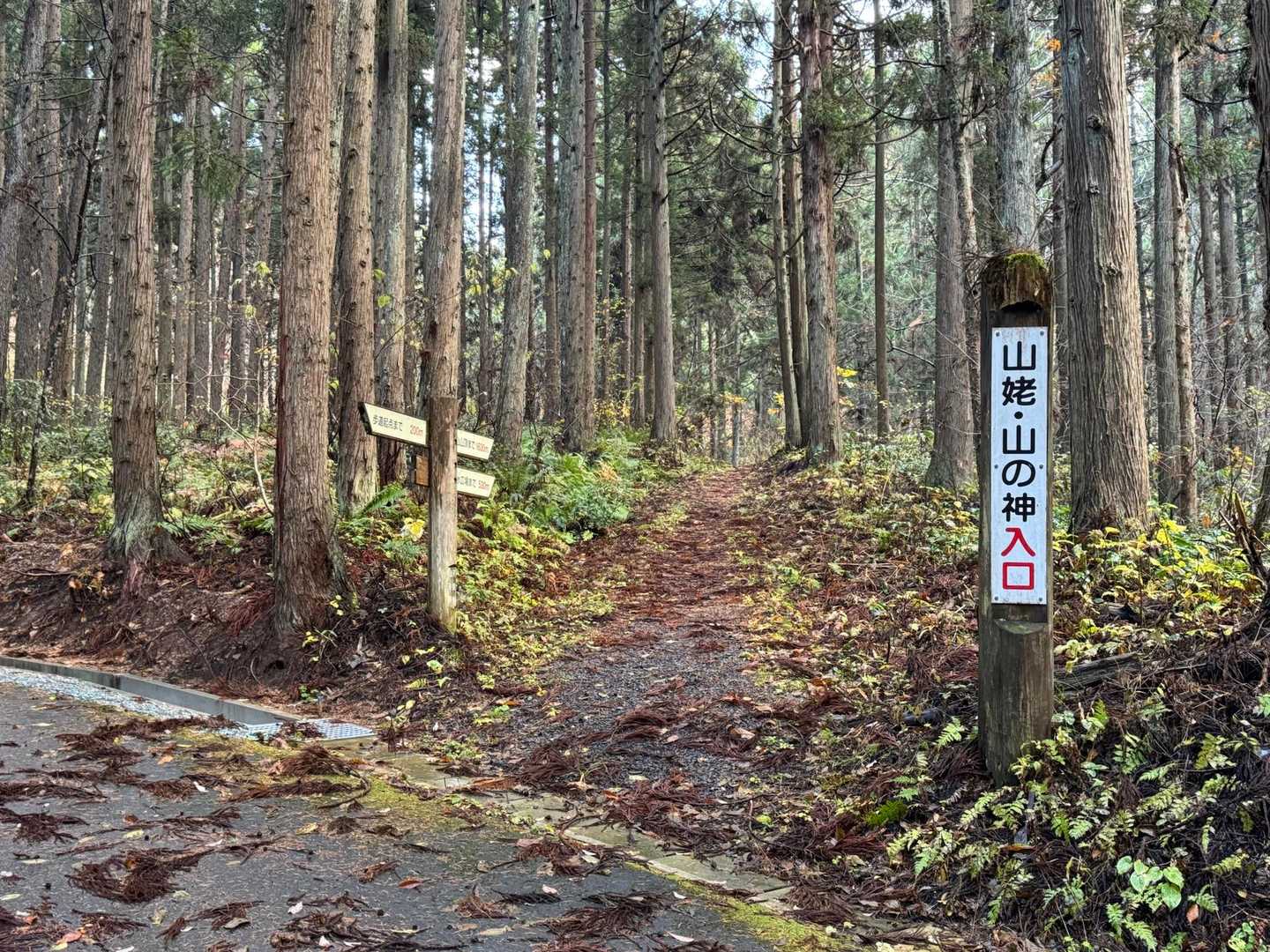 いつもの杉木立の中を進む🌲🌲