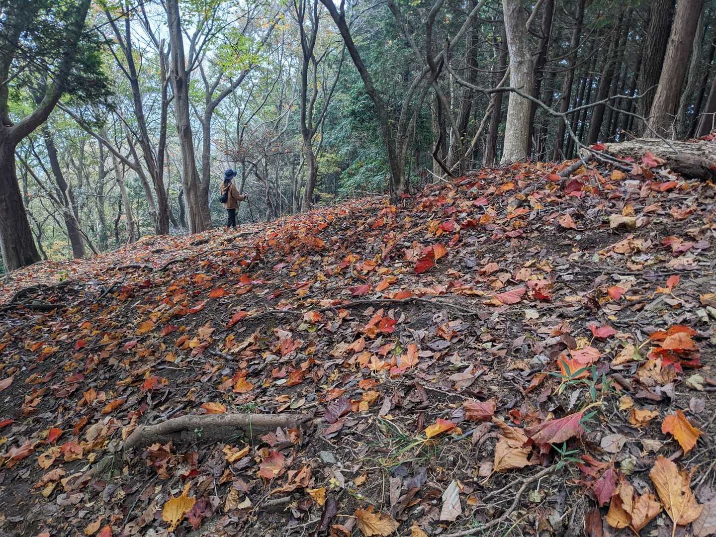 落ち葉がキレイ🍁🍂