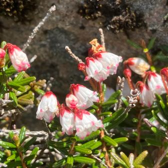 アップ⤴️、花冠の先がピンク