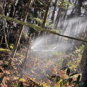 水が撒かれてます
これが凍ってできるんやね🧊
青だる…ライトアップされると綺麗なんやろね　見たいなぁ