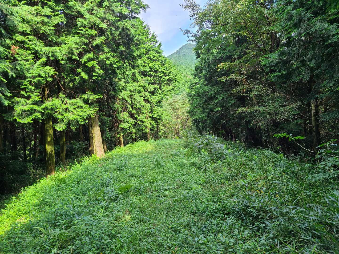 五徳越峠-三ノ岳 往復コースの写真