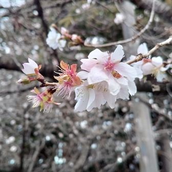 まだ楽しめるよ