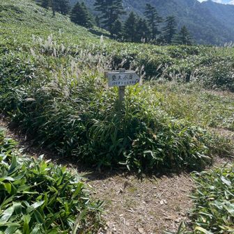 愛大・堂ヶ森避難小屋の分岐まできた  戻りに寄りましょう