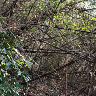 そして　薮。
数々の竹が倒れまくってました
通行止めにしたかったのでしょうかね。
リュックだと竹くぐりで大変‼️だったと思う。