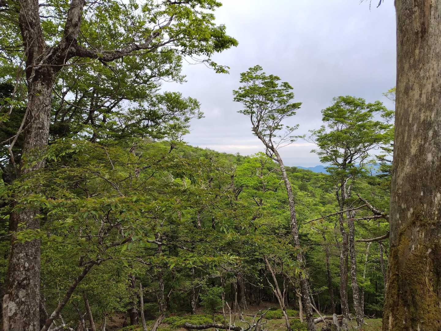 堂倉山。
遠景も近景もきれい🤩