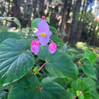 シュウカイドウ
子供のおもちゃみたいな花が開いた。