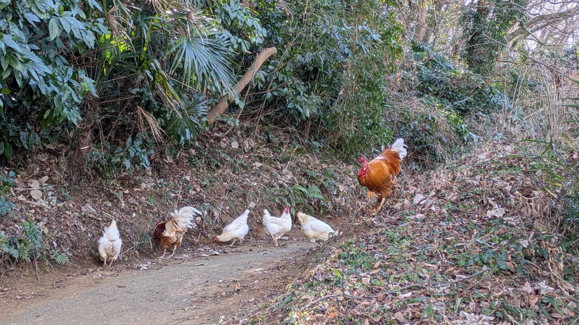 鶏の群れ