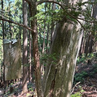 杉ノ尾根 殿上山（標高920）通過

見つけにくい！
