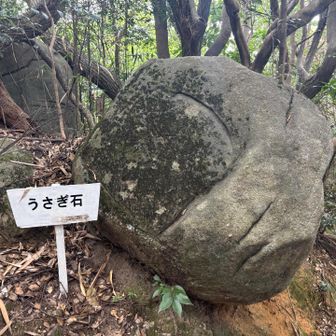 うさぎ石🐰