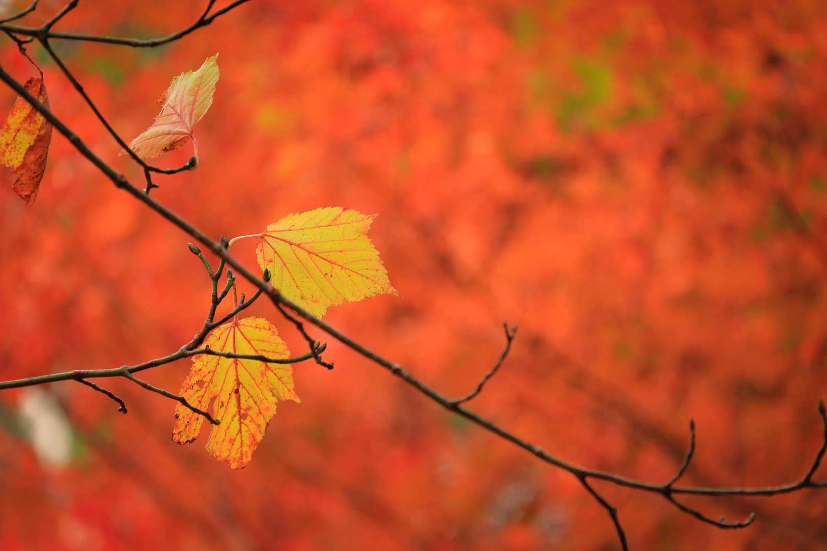 赤い紅葉をバックに📸