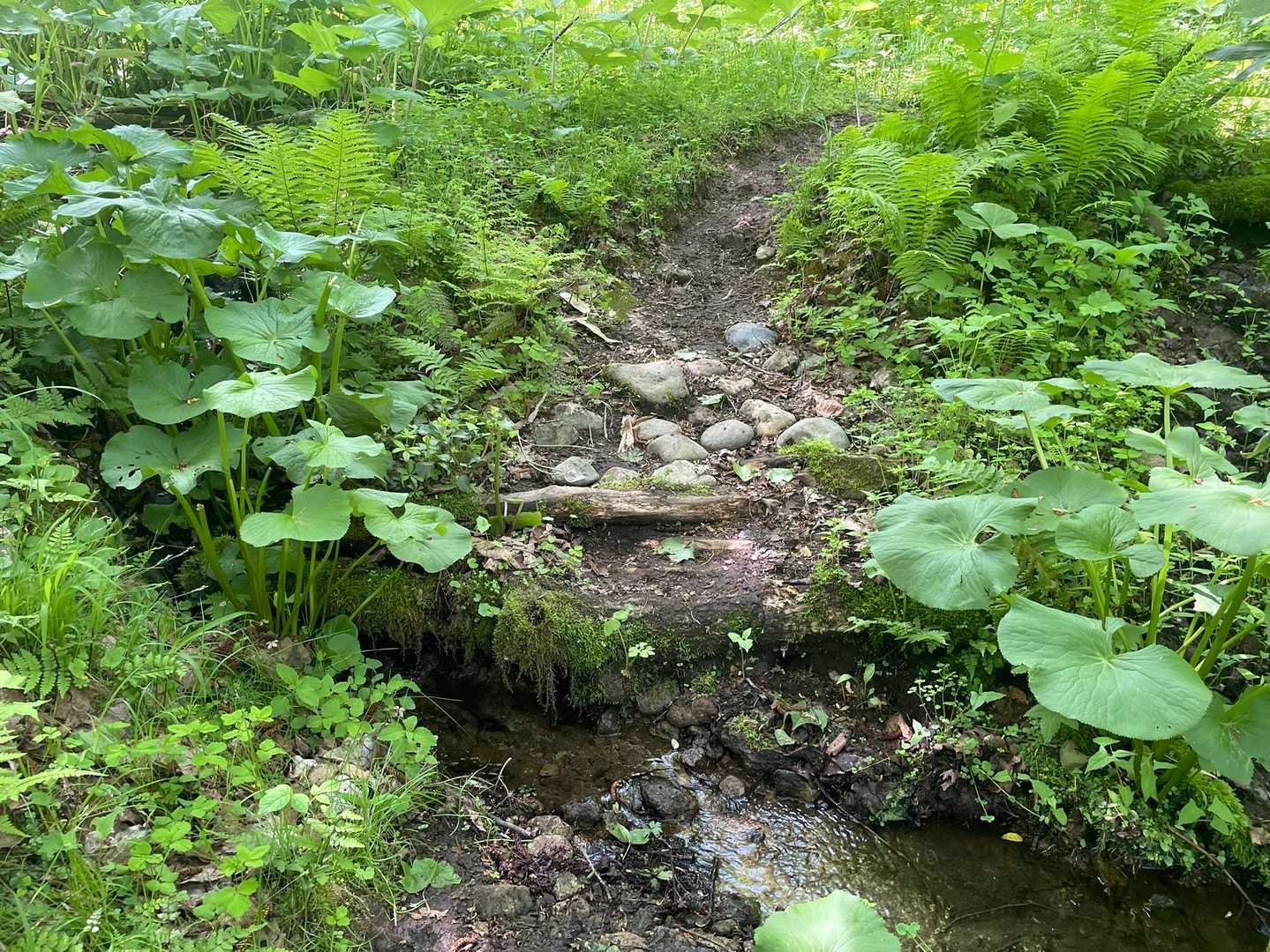剣山-音江山 往復コースの写真