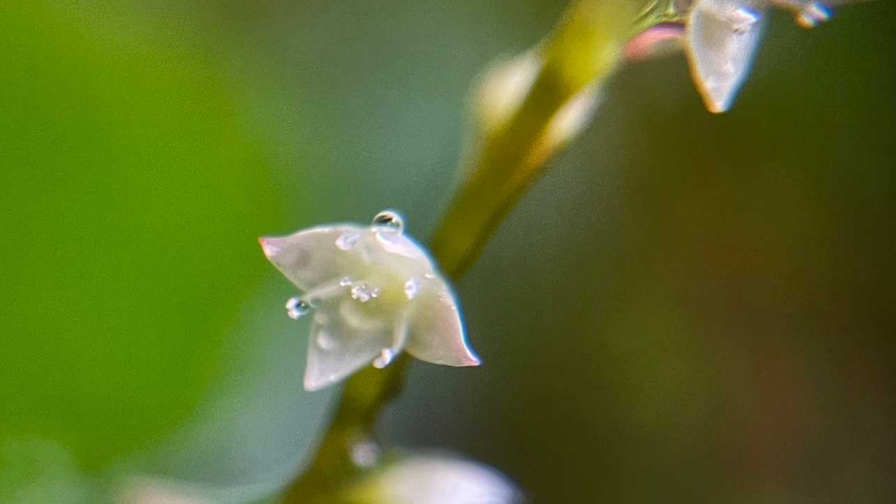 淡い色のミズヒキ✨
水滴がきれい💧✨