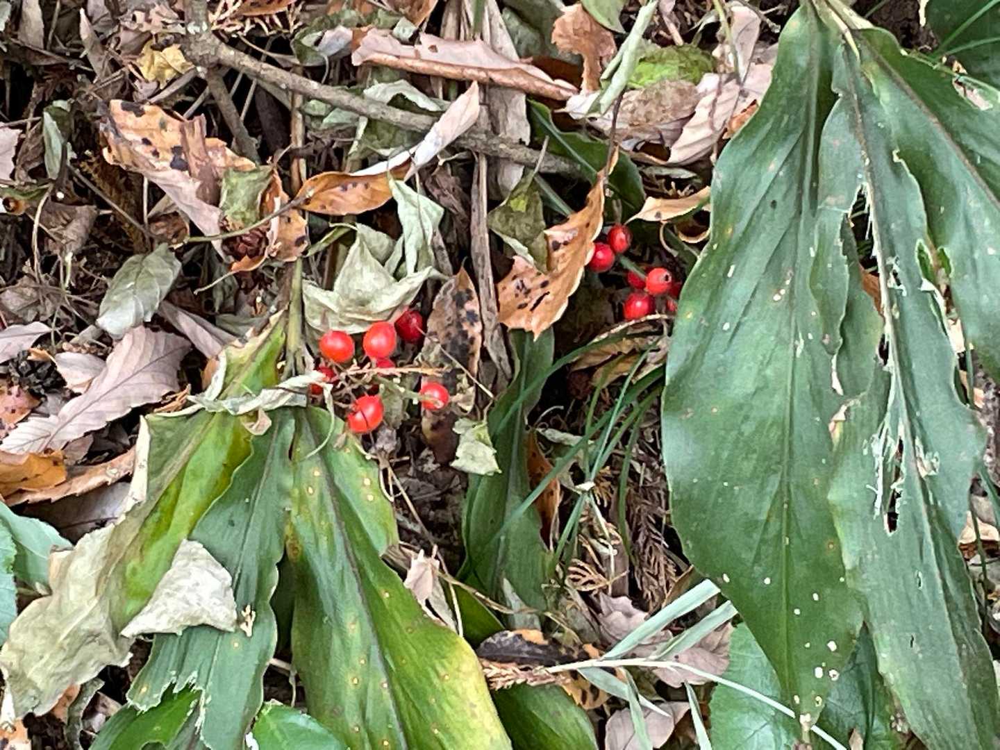 薮茗荷の紅い実かな？
