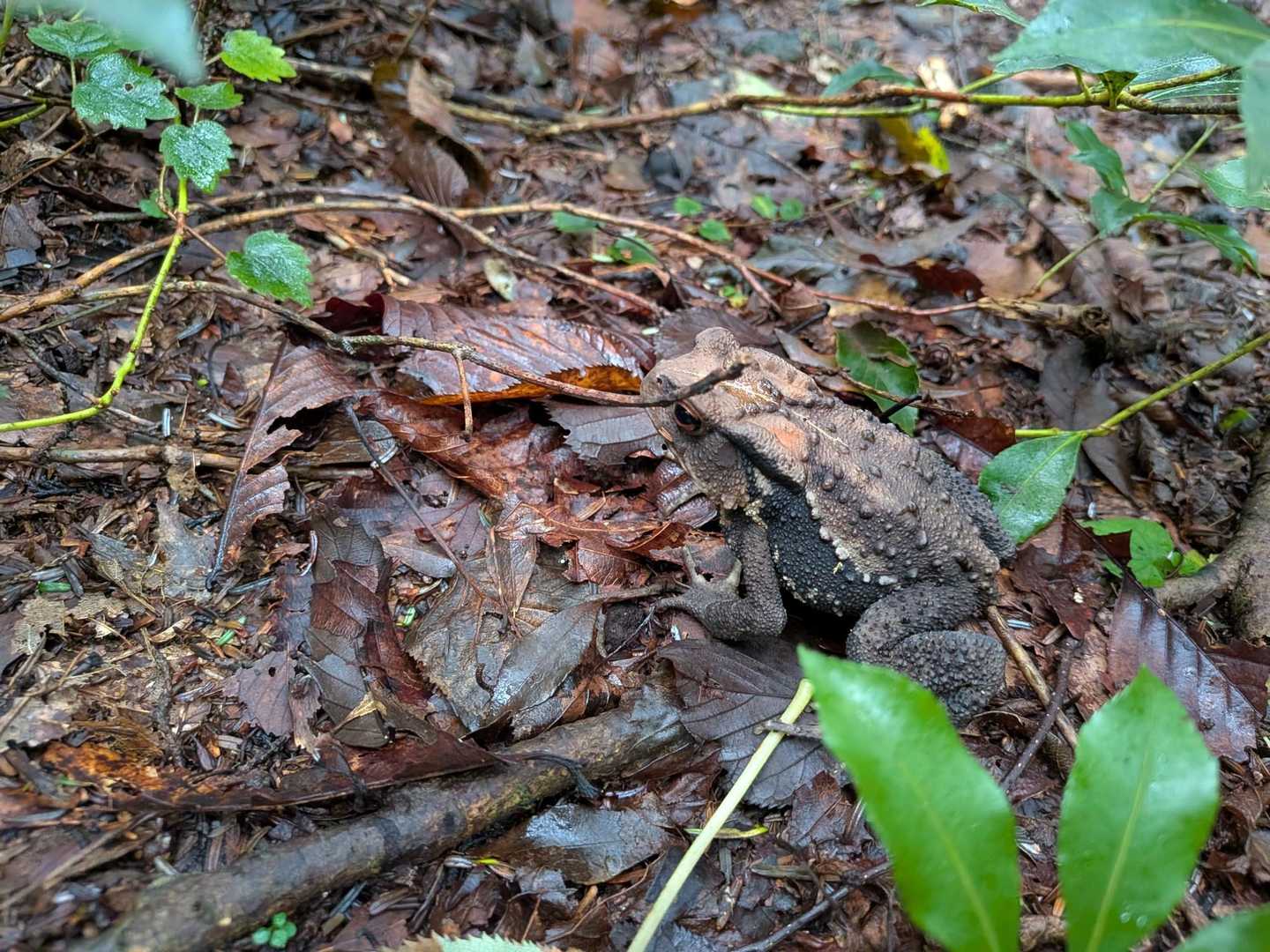 かわええ🐸