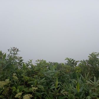 大川岱展望所から十和田湖が見えるはずですが、残念。