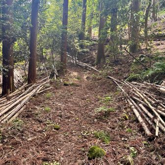 これかな？少しだけ登山😅