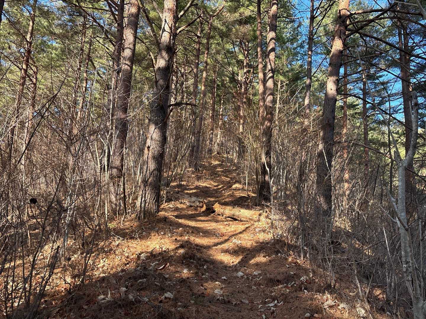 こんな登山道