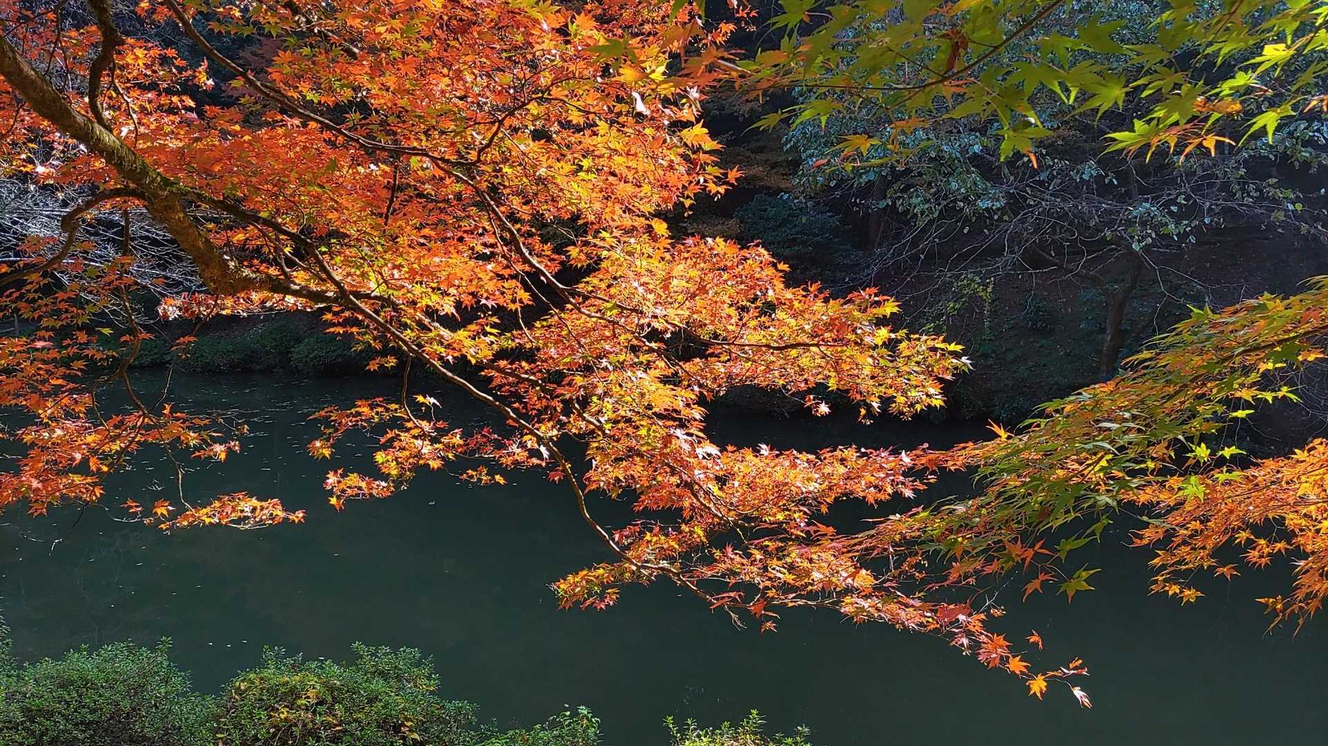 紅葉してます