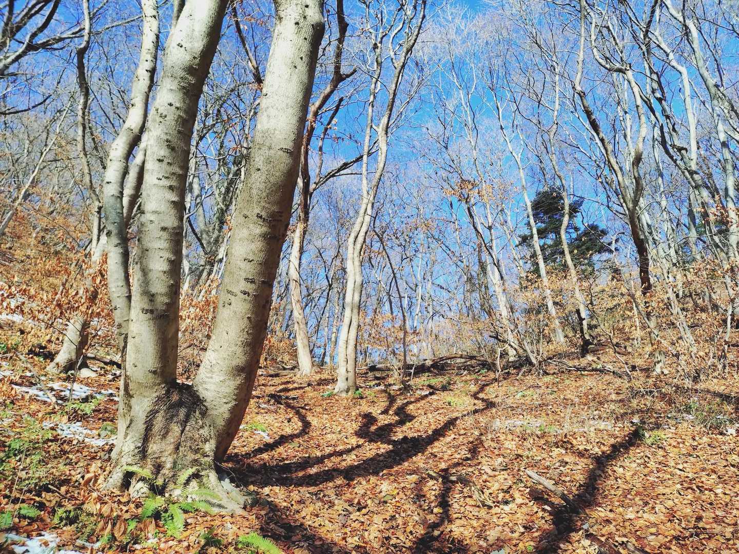 ずっと登りです
