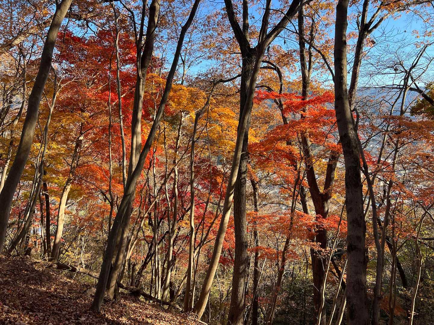 屏風岩登り口-大岩ノ頭-羽根子山-高川山-天神峠-峯山-オ 縦走コースの写真