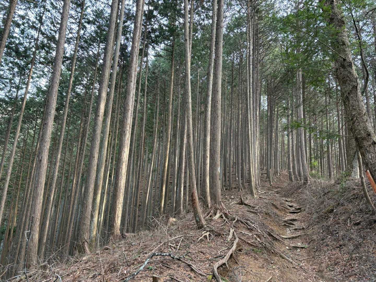 杉林　綺麗に整備されてます