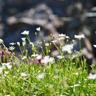 🐯トラアッキー