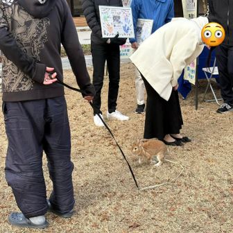 🐇が散歩されとる😳