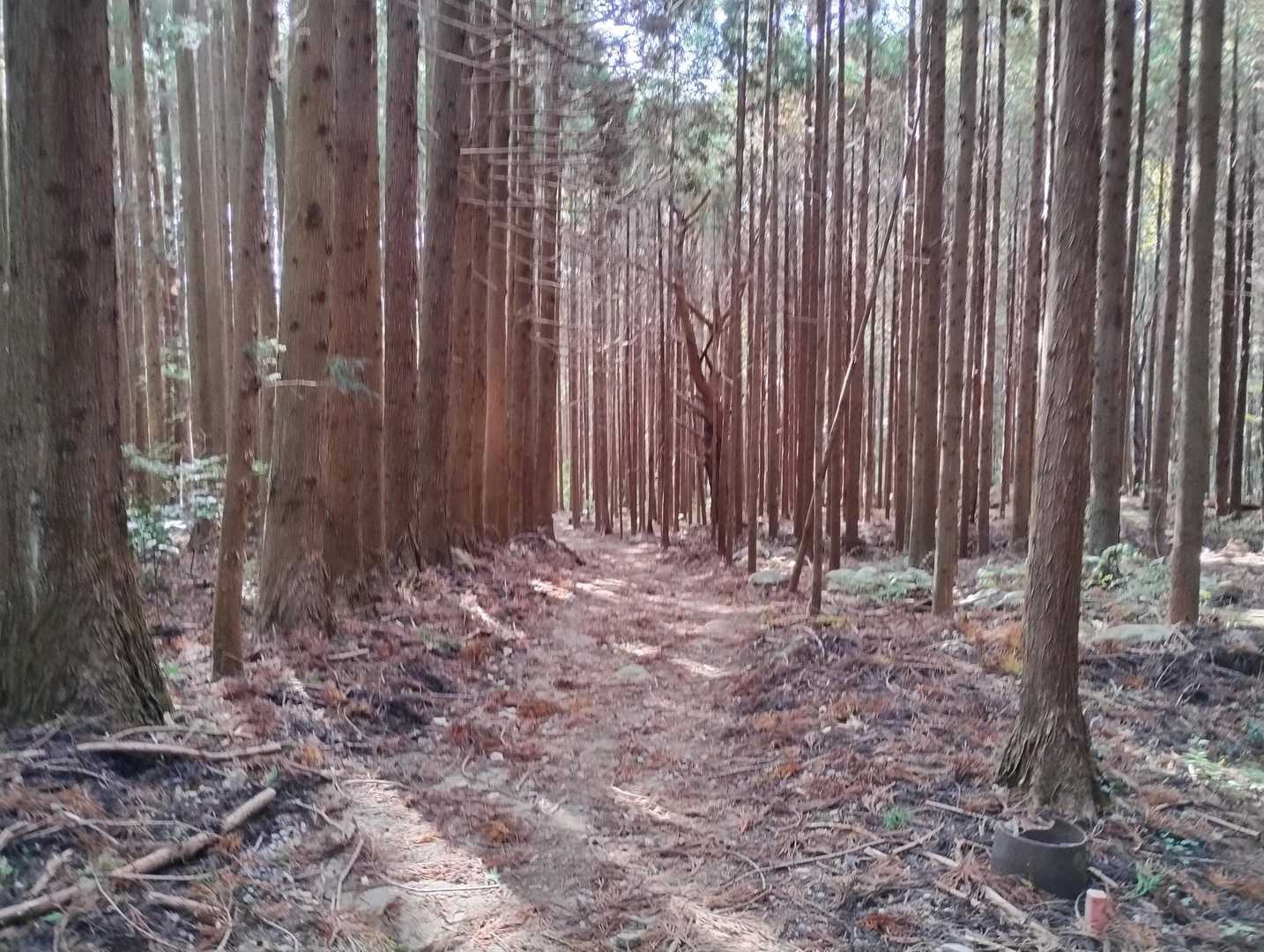 ここからは杉林を歩きます☺️