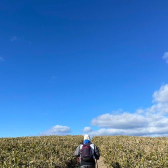 ドピーカンです