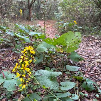 鷹取山へ向かいます