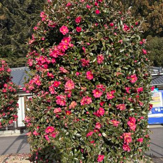 つばきorさざんか？満開です🌺