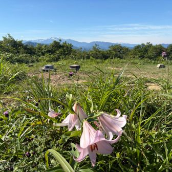 山頂からは白山がクッキリ見えました