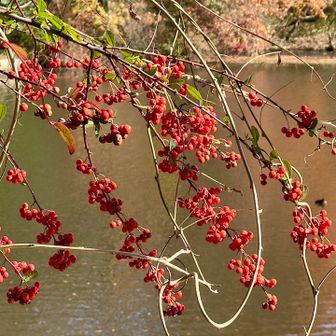 池にオーバーハングしたサンキライでしょうか