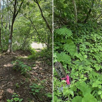 下に砂利の林道が見えれば、田尻尾根の取付点に降り立ち、登山道はここで終了です。