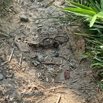 カナヘビの喧嘩