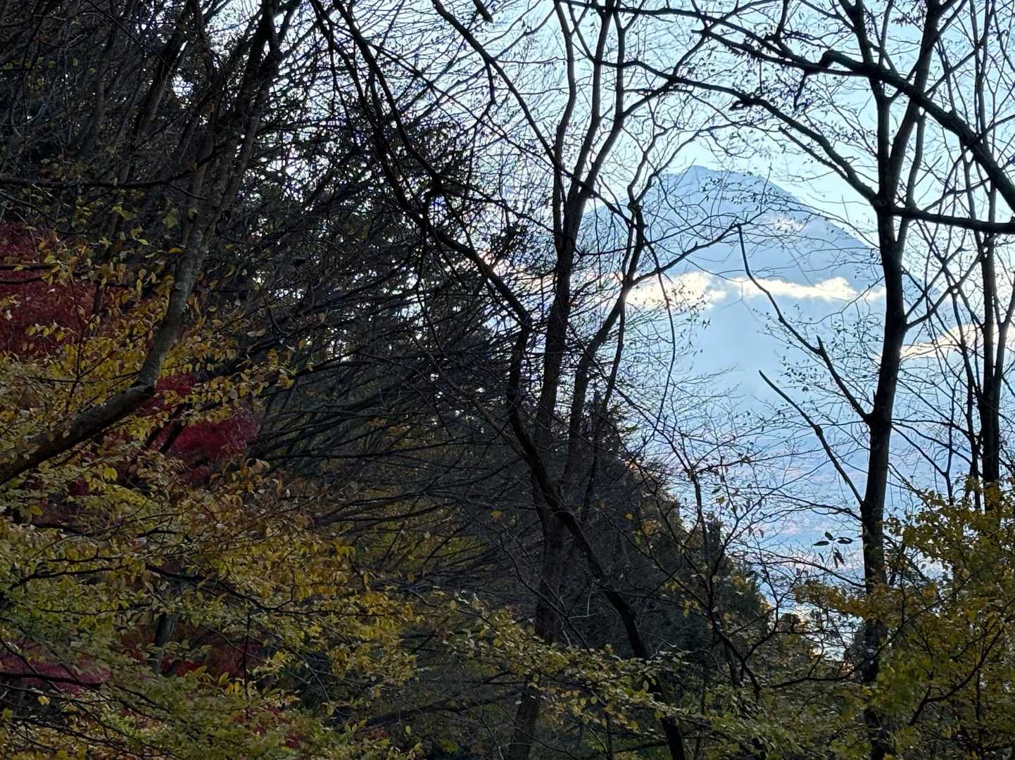 木の隙間から富士山🗻