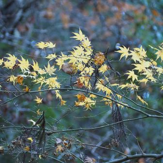 🌬️🌀🍂
(イロハモミジ)