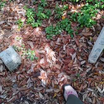 踏み👣
やはりグレーピーク…
倒木やら枝をかき分けて…落ち葉🍂たくさん💦
そして後から古墳だったと知り…
初め登ることに躊躇いを覚え、あんなに阻まれた感じがしたことに納得。
申し訳ありませんでした🙏