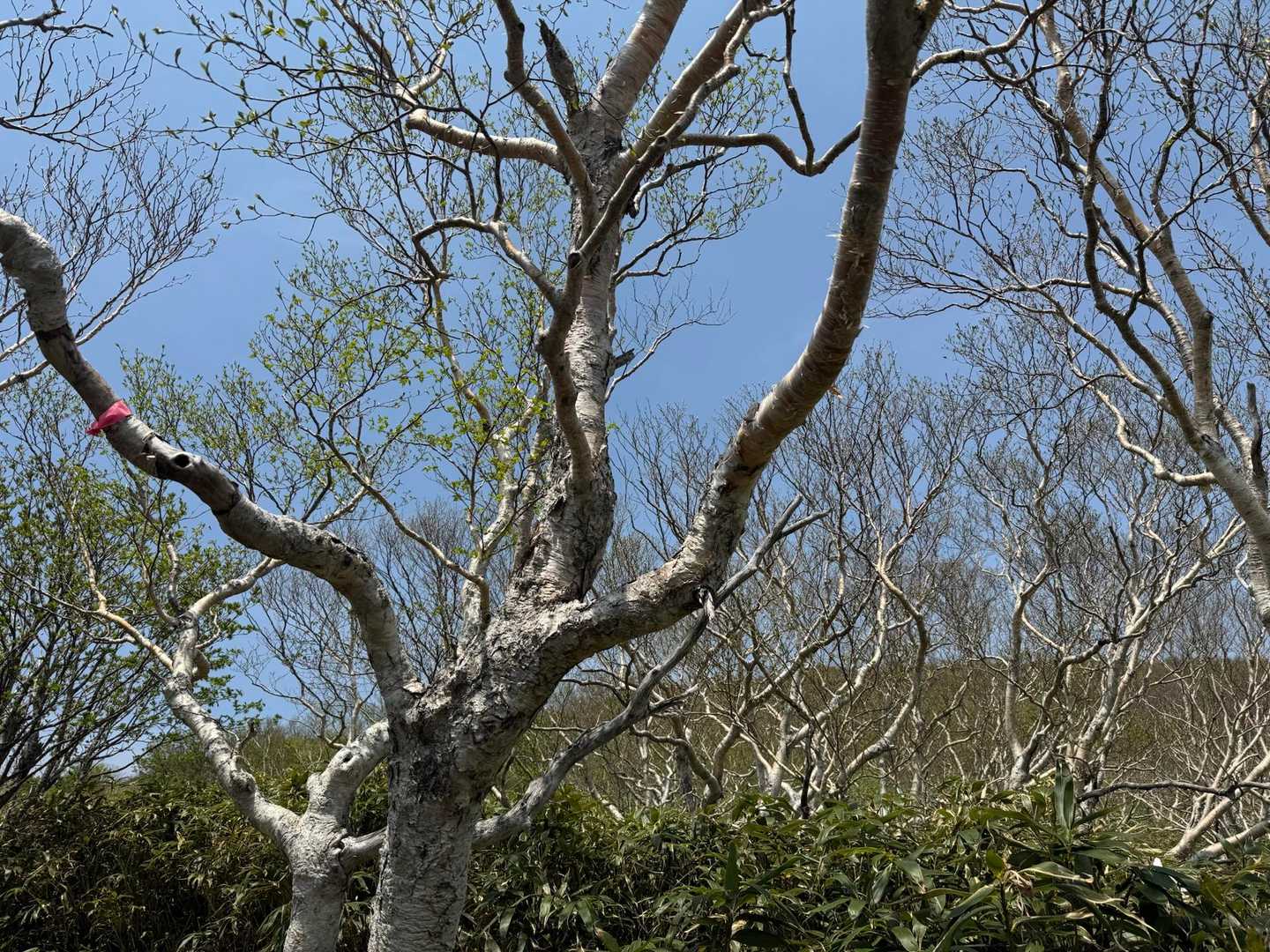 ブナからダケカンバの世界へ🌳