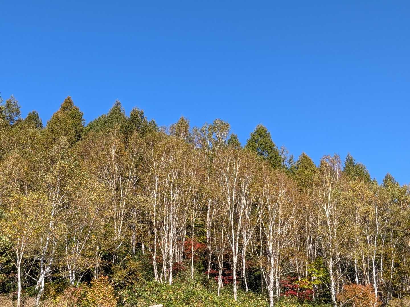 🎄ダケカンバの幹の白さと今日の青空💙…よく似合う＼(^o^)／