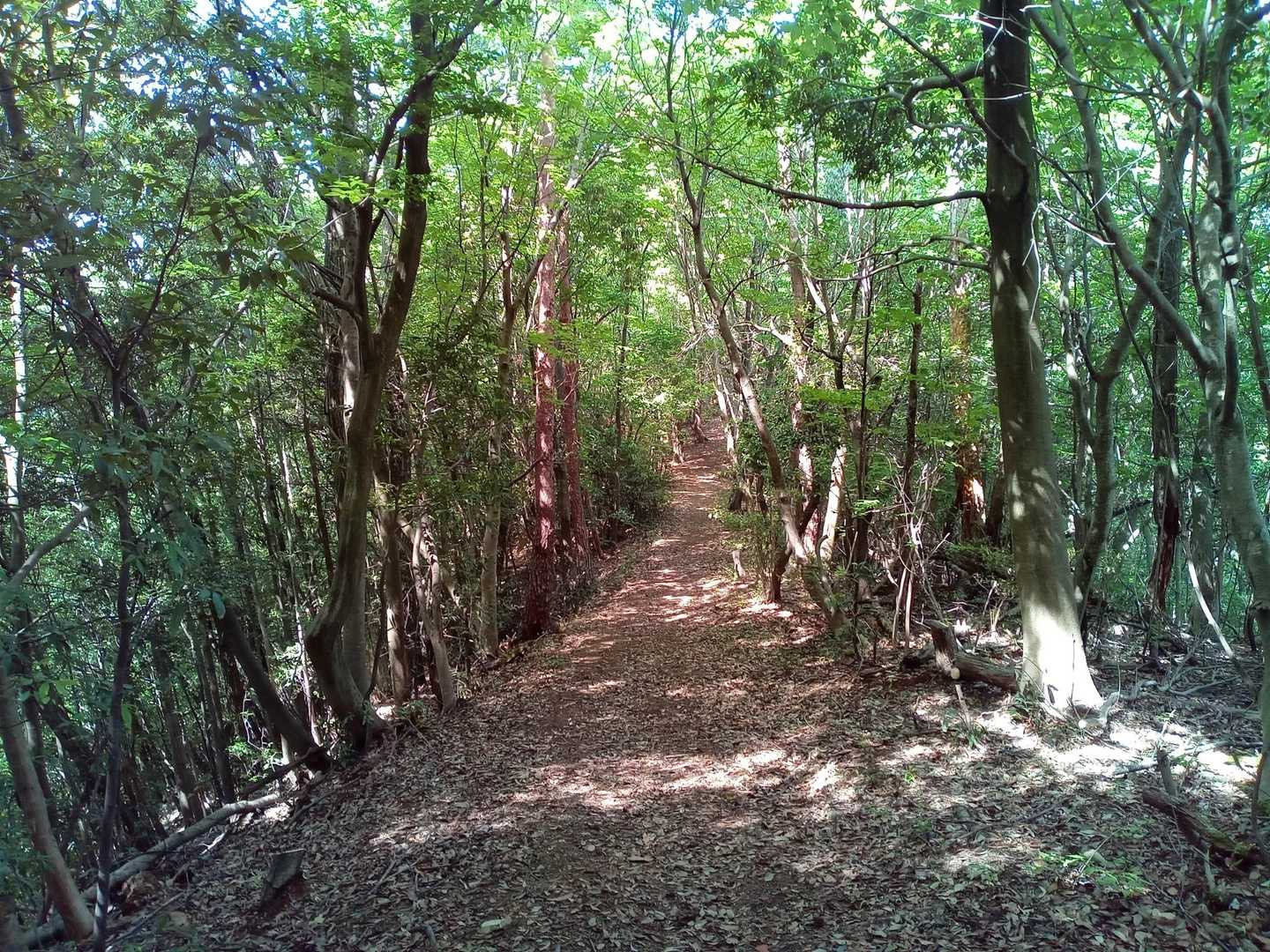 いい感じの登山道🎶
下山はサクサク降りれます👍