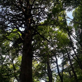 なんかでかい木沢山あって凄い
