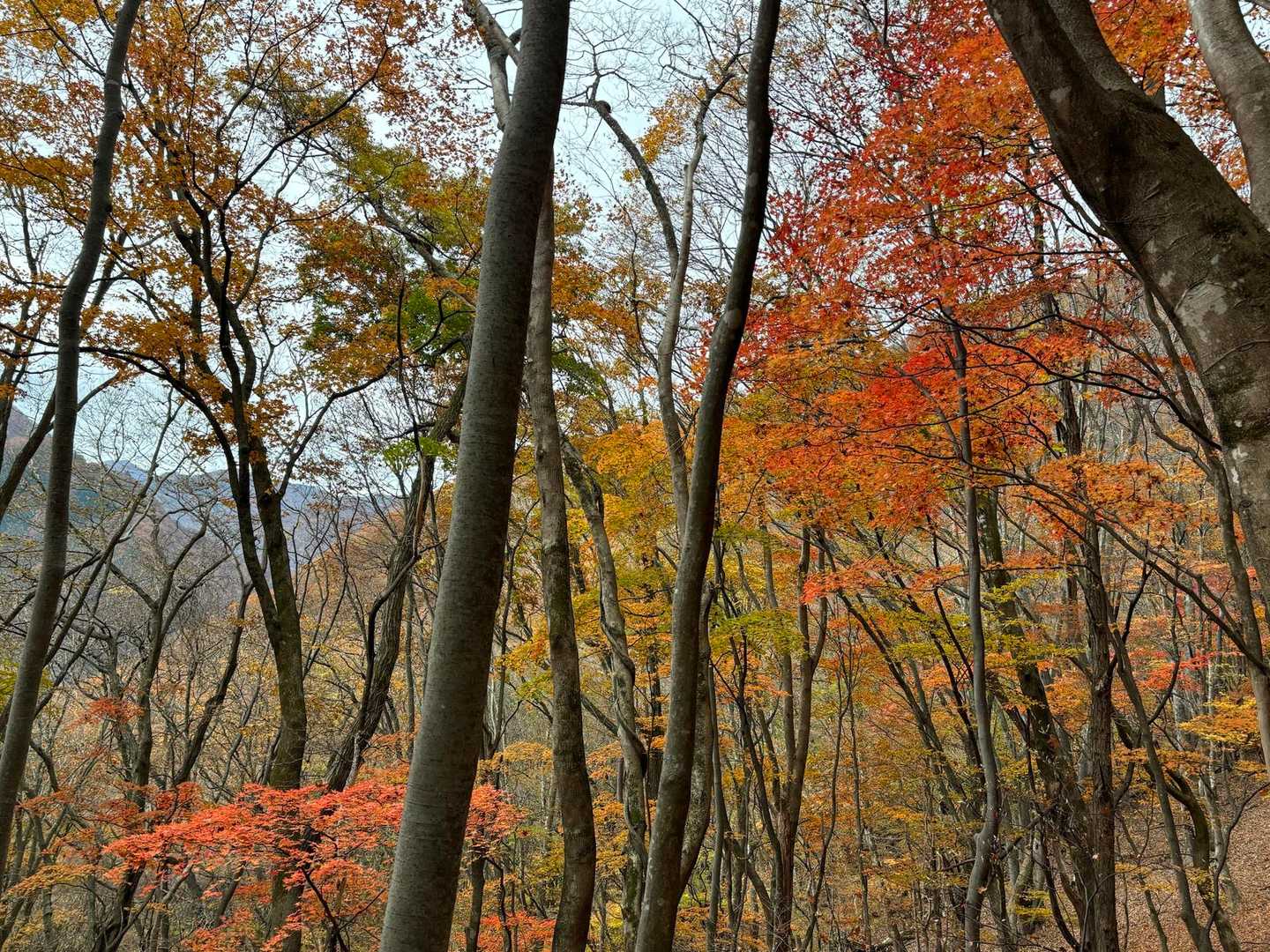 南平山 往復コースの写真
