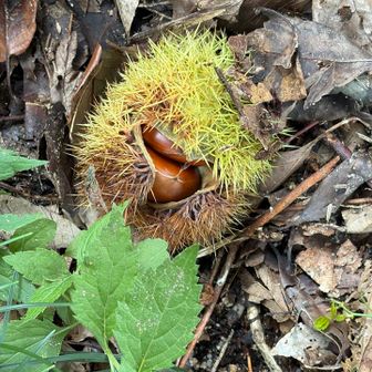 クリの季節🌰
