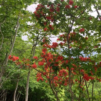 山頂にツツジも咲いてます。