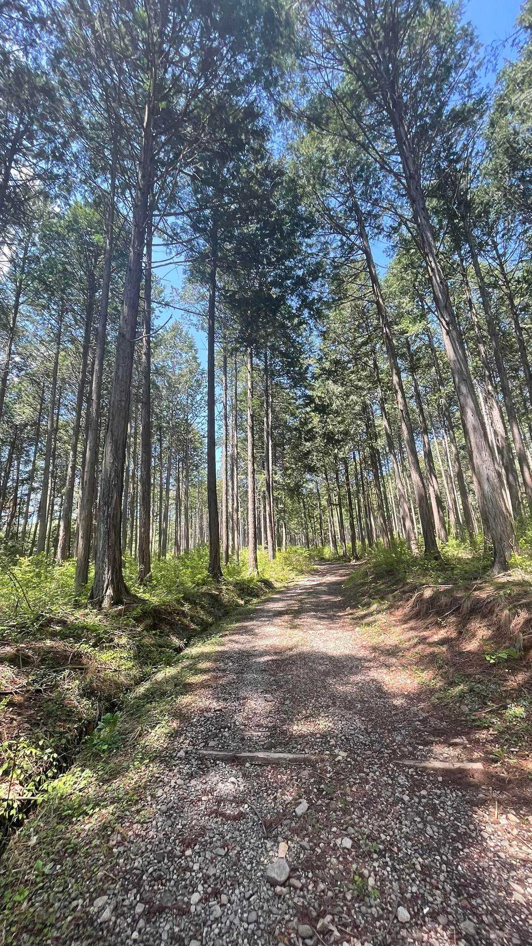 清々しい登山道