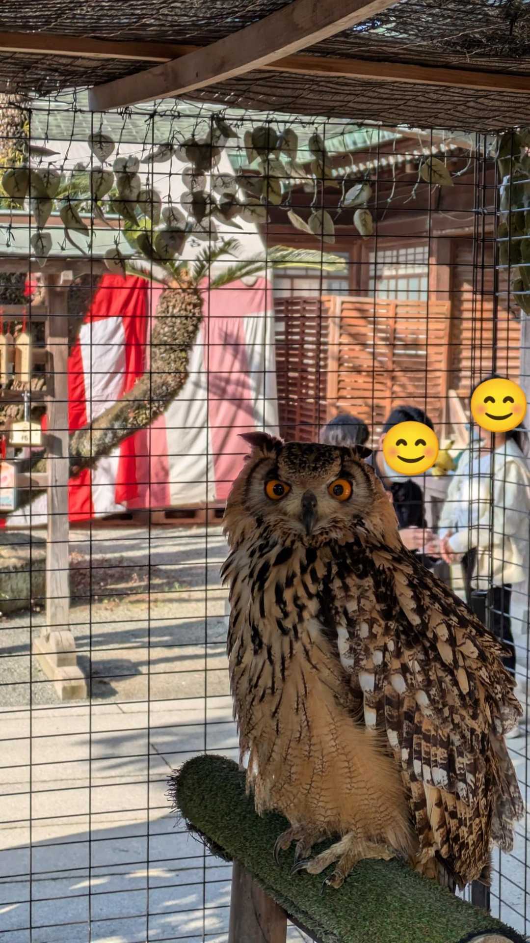 🦉