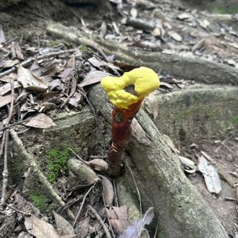 マンネンタケ