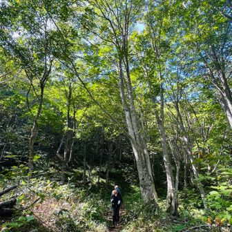 脱渓して気持ちいいブナ林の登山道を下山🌳🎶